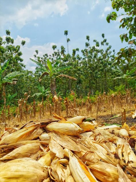 Pile of dry corn pods in the garden stock image Dried Corn, In The Garden, The Garden, Corn, Stock Images