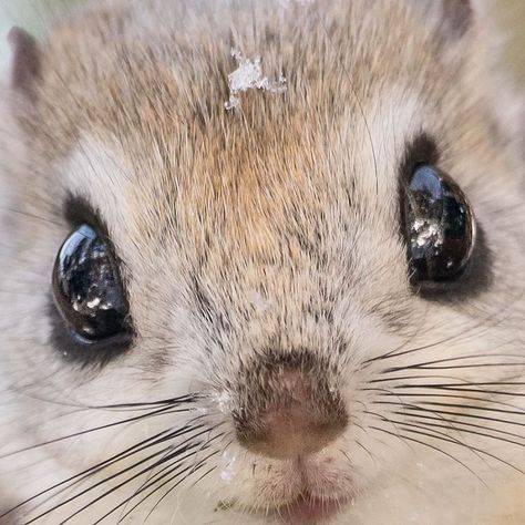 22 Photos Of Japanese Dwarf Flying Squirrels That Are Beyond Adorable Japanese Flying Squirrel, Fav Animal, Flying Squirrels, Flying Squirrel, Cute Squirrel, Cute Wild Animals, Wildlife Animals, Sweet Animals, Squirrels