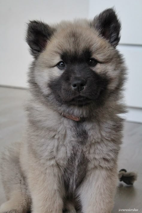 Eurasier Puppy, Eurasian Dog, Eurasier Dog, Keeshond Puppy, Big Dogs Breeds, Biggest Dog In The World, Biggest Dog, Really Cute Puppies, Dogs Breeds