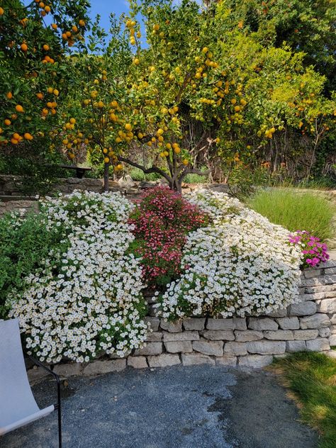 African Daisies are drought tolerant groundcover plants. Amazing companion plants that do well in sun or shade. They can form a carpet on the ground or overhang a wall. Very versatile. Amazing blooms almost all year long ! #plants #flowers #Daisies Daisies Landscaping, Groundcover Landscaping, Groundcover Plants, African Daisies, African Daisy, Daisy Garden, Flowers Daisies, Companion Plants, Landscaping Garden