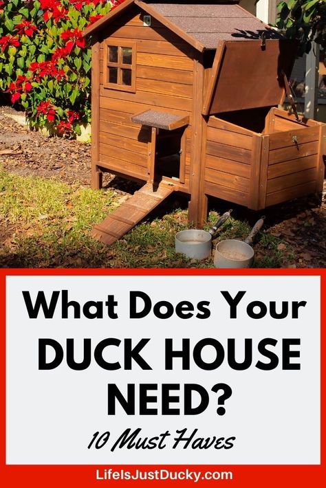 What is necessary for your duck house? I list 10 must haves for duck housing. Start your ducks off right with the best coop in town. Duck Housing, Chickens Backyard Breeds, Duck Enclosure, Backyard Homesteading, Animal Enclosures, Duck Coop, Raising Ducks, Muscovy Duck, Duck And Ducklings