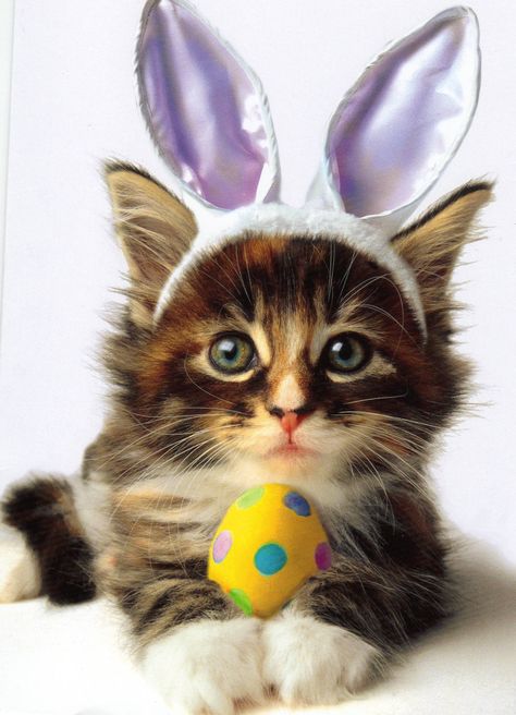 Easter Cats, Photos With Dog, Dogs And Kids, Bunny Ears, Cute Kittens, Crazy Cats, Cat Love, Easter Egg, Kittens Cutest