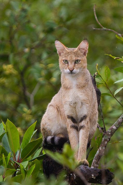 Wild Cat Species, Small Wild Cats, Cat Species, Jungle Cat, Exotic Cats, Gorgeous Cats, Cat Breed, Rare Animals, Old Cats