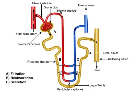 Nephron Diagram Easy, Nephron Diagram, Loop Of Henle, Human Anatomy And Physiology, Anatomy And Physiology, Human Anatomy, Blood Vessels, Biology, Chemistry