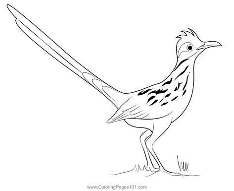 Road Runner 2 Coloring Page for Kids - Free Cuckoos Printable Coloring Pages Online for Kids - ColoringPages101.com | Coloring Pages for Kids Road Runner Drawing, Roadrunner Drawing, Runner Drawing, Roadrunner Art, Runner Tattoo, Spiritual Drawings, Peace Poles, Art Techniques Tutorial, Drawings With Meaning