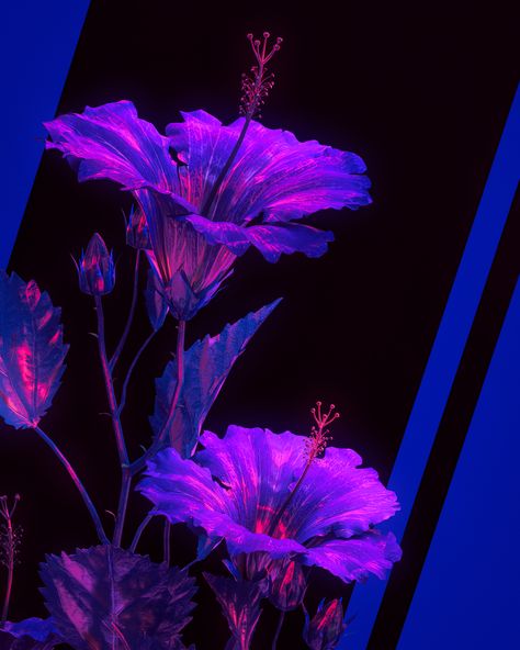 by FESQ (@fesq.project) - #3dart #cinema4d #neon #aesthetic #cyberpunk #vibe #motiondesign #photoshop #colorful #scifi #surreal #graphicdesign #abstract #fantasy #blue #purple #neonaesthetica #flower #hibiscus #flowerart Cyberpunk Plants, Cyberpunk Flower, Purple Neon Aesthetic, Bioluminescence Aesthetic, Purple And Blue Aesthetic, Purple Cyberpunk, Cyberpunk Color, Neon Cyberpunk Aesthetic, Cyberpunk Photoshoot