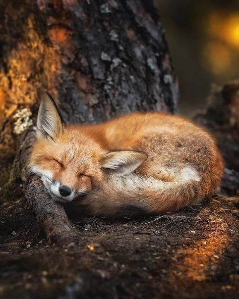 Foxes curl up so beautifully neatly. Totally adorable. - 9GAG Real Life Fairies, Cele Mai Drăguțe Animale, Söt Katt, Wild Forest, Animale Rare, Forest Creatures, 웃긴 사진, Cute Fox, Red Fox