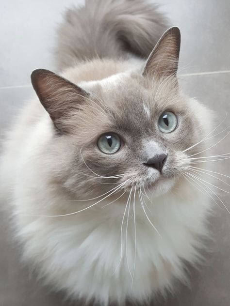 Cute grey and white cat looking upwards All Cat Breeds, Grey And White Cat, What Cat, Gorgeous Cats, Cat Breed, Ragdoll Cat, Cat Aesthetic, Cute Kittens, Beautiful Cat