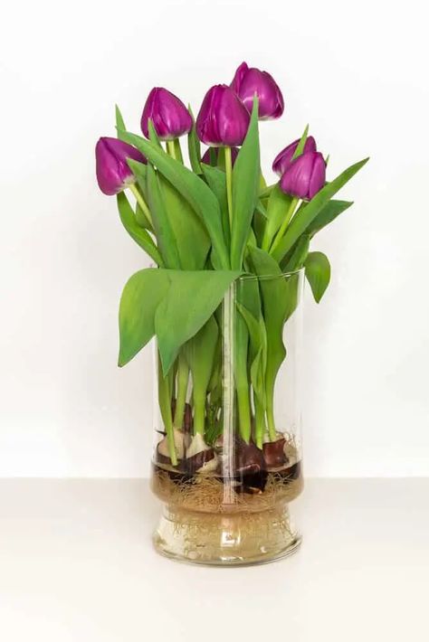 How To Grow Tulips In Water or Soil Indoors - Rachel Bustin Tulips In Water, Tulips Indoors, How To Grow Tulips, Grow Tulips, Types Of Tulips, Plants Grown In Water, Growing Tulips, Small House Garden, Companion Planting Vegetables