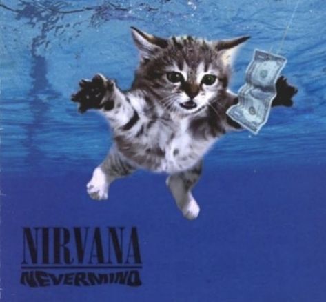 Classic Album Covers, Cool Album Covers, Silly Cats Pictures, The Strokes, Cat Posters, Silly Animals, Silly Pictures, Band Posters, Silly Cats