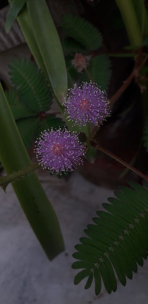 Shame Plant, Touch Me Not Plant, Mimosa Pudica, Touch Me, Mimosa, Random Stuff, Collage, Plants, Flowers