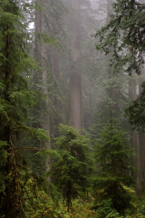 Forest Lockscreen Aesthetic, Redwood Forest Wallpaper, Forest Astetics, English Forest Aesthetic, Old Growth Forest Aesthetic, Rain Forest Aesthetic Wallpaper, Redwood Forest Aesthetic, Forest Asethic, Rain In A Forest