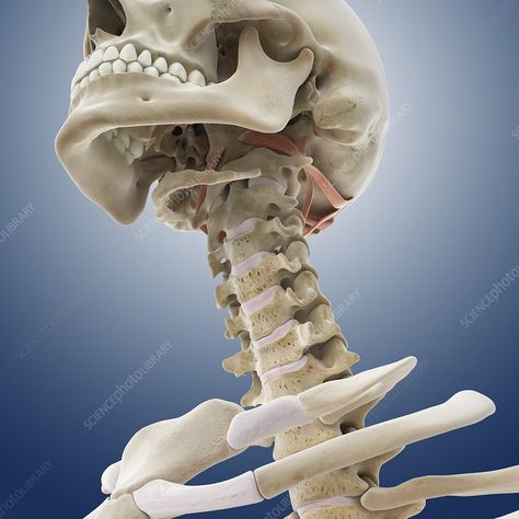 Suboccipital muscles, artwork - Stock Image - C013/0770 - Science Photo Library Human Anatomy For Artists, Skull Anatomy, Library Website, Human Anatomy Drawing, Anatomy For Artists, Science Photos, The Skull, Human Anatomy, Head And Neck