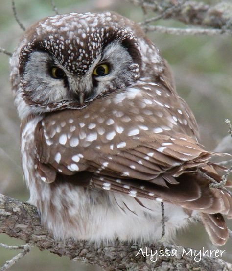 boreal owl giving me a dirty look | boreal owl | Alyssa Myhrer | Flickr Owl Sleeping, Boreal Owl, Awesome Owls, Owl Photos, Hoot Owl, Owl Pictures, Beautiful Owl, Owl Bird, Wise Owl