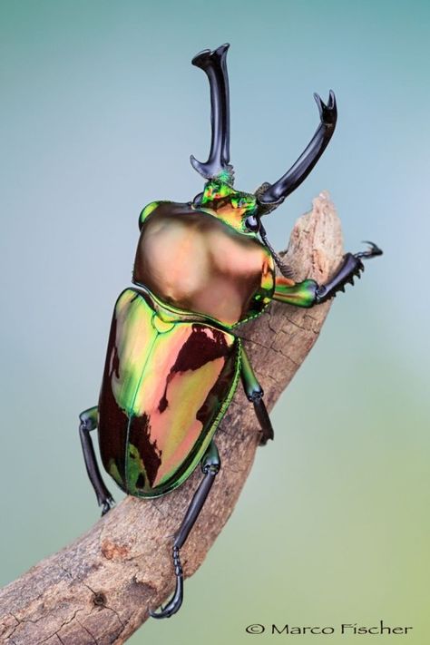 Rainbow Beetle, Cool Insects, Beetle Insect, Cool Bugs, Stag Beetle, Beautiful Bugs, Creepy Crawlies, Arthropods, Arachnids