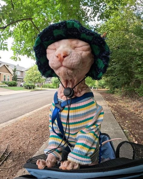 Cute Hairless Cat, Hairless Cats, Cute Small Animals, Cute Hat, Funny Animal Photos, Silly Cats Pictures, Hairless Cat, Cute Cats Photos, Cat Cute