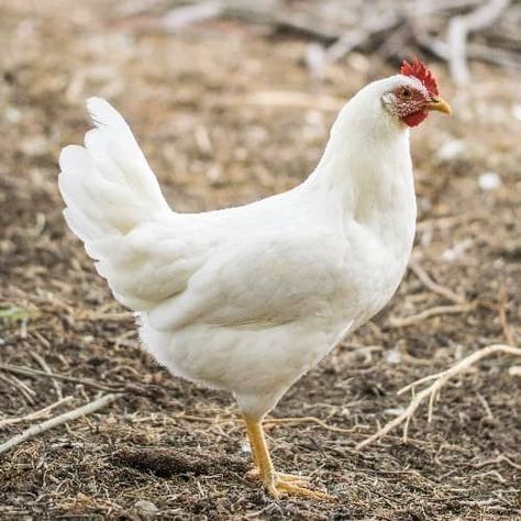 Leghorn Chickens, Laying Chickens Breeds, Best Egg Laying Chickens, Laying Chickens, Egg Laying Chickens, Types Of Chickens, Backyard Farm, Urban Chickens, Egg Production