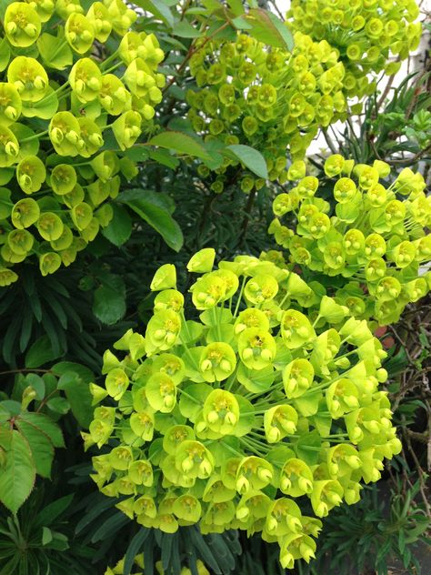 Lime Green Flower Arrangements, Lime Green Flowers, Lime Green Plants, Kaffir Lime Plant, Side Patio, Rainbow Board, Front Flower Beds, Pink Plant, Annual Flowers