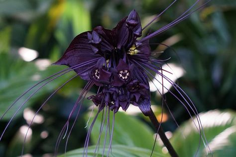 8 Flowers for Your Halloween Garden - Spooky Little Halloween Bat Orchid, Black Bat Flower, Indoor Shade Plants, Bat Plant, Orchid Potting Mix, Bat Flower, Goth Garden, Halloween Garden, Rare Species