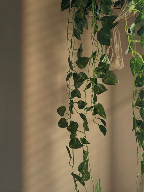 Plant Superpower, Hanging Plants Aesthetic, Hanging Plant Aesthetic, Kasandra Core, Ivy Flower Aesthetic, Ivy Leaves Aesthetic, Poison Ivy Plant Aesthetic, Pathos Plant Aesthetic, Vines Aesthetic Plant