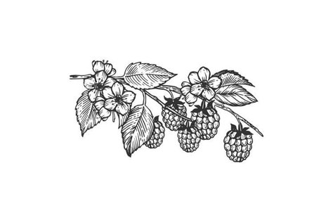 Bramble Drawing, Raspberry Tattoo Design, Raspberry Bush Tattoo, Indy Tattoos, Raspberry Branch Tattoo, Lulu Tattoo, Unique Nature Tattoos, Woodland Doodles, Raspberry Branch