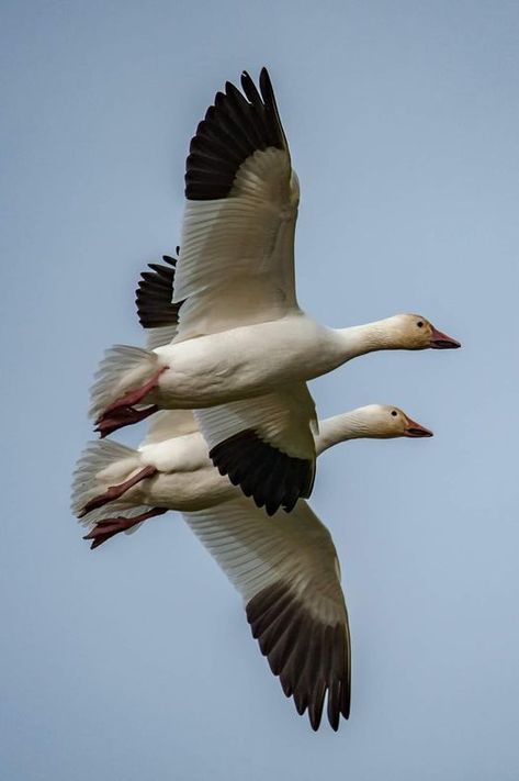 Snow geese flying in sync Geese Flying, Snow Geese, Snow Goose, Like Image, In Sync, Like Animals, Pet Birds, Cool Art, Birds