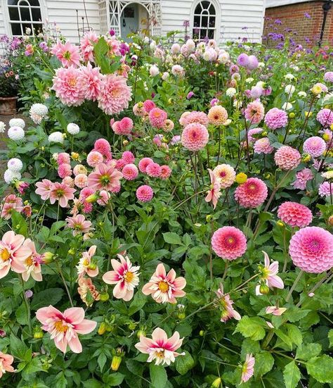 Dahlia Cottage Garden, Pooh Dahlia, Garden Goblin, Teacup Flowers, Marriage Celebration, Cottagecore Garden, Dahlia Garden, 1st December, Growing Gardens