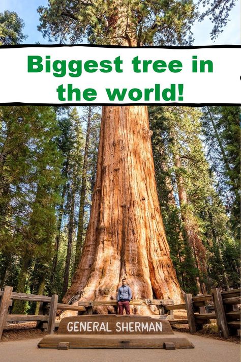 Find out about General Sherman, the biggest tree in the world! Largest Tree In The World, Biggest Tree In The World, Forest Trip, General Sherman Tree, California With Kids, General Sherman, Giant Sequoia Trees, San Andreas Fault, Coastal Redwood