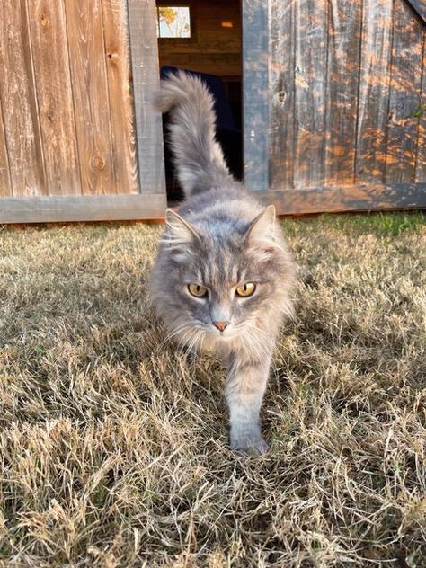 Ox 🤎 | scottsg | VSCO Farm Cats Aesthetic, Barn Cat Aesthetic, Farm Cat, Barn Cat, Cat Poses, Cat Farm, Riding School, Barn Animals, Future Farms