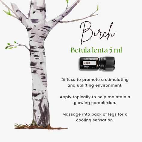 A long-awaited oil is back - permanently! Birch essential oil has been a well-kept secret for generations, cherished for its unique… | Instagram Birch Essential Oil Uses, Birch Essential Oil, Perfect Partner, Essential Oil Uses, Have You Tried, Essential Oil, Instagram A, Essential Oils, Benefits