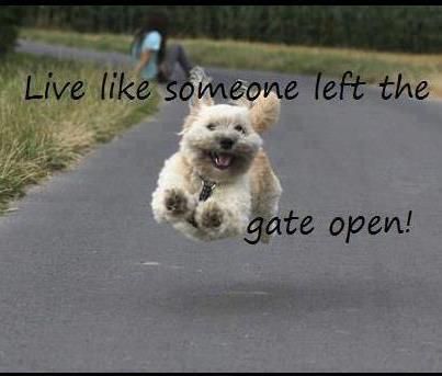 Live like someone left the gate open! Like Someone, Funny Dog Pictures, E Card, Liking Someone, Beautiful Animals, Dog Quotes, Inspiring Quotes About Life, I Smile, Mans Best Friend