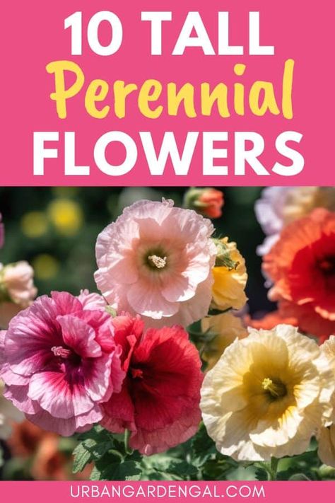 10 Tall Perennial Flowers - Urban Garden Gal Tall Flowering Shrubs, Tall Perennial Flowers, Flowering Shrubs For Shade, Tall Perennials, Red Hot Poker Plant, Red Perennials, Foxglove Flower, Yellow Perennials, Seed Starting Soil