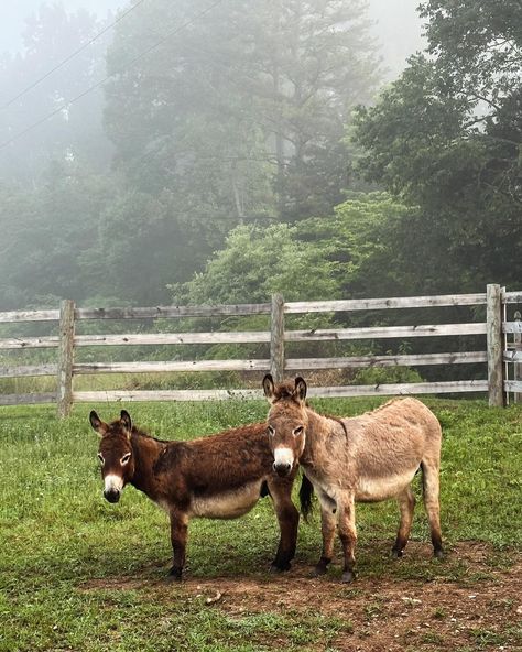 Happy (Belated but still worth it!) World Donkey Day! 🐾 These mini marvels at Sweet Bombdiggity Farms deserve celebration every day. It’s no secret we LOVE our mini donks. They are such special animals—they bond deeply and have sweet, soulful eyes that make you want to relent to their every wish. 🥕 They’re social butterflies and thrive in herds. Our six little friends are always up for a cuddle or a snack! Their sweet and fun personalities keep us smiling. 🫏 Fun facts: donkeys have incredib... Mini Farm Animals, Donkey Breeds, Big Swiss, Pet Donkey, Animals In Love, Mini Donkeys, Donkey Farm, Special Animals, Soulful Eyes