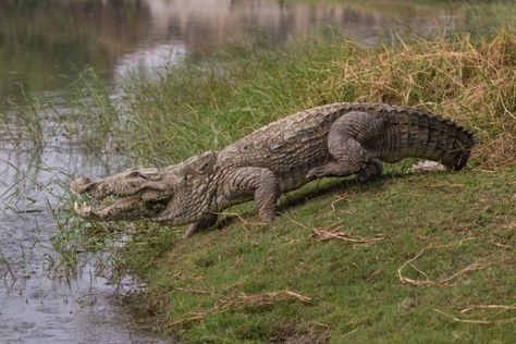 Mugger Crocodile, Crocodile Species, Carnivorous Animals, Forest Department, Saltwater Crocodile, Water Chestnut, Africa Animals, Wildlife Safari, Aquatic Animals