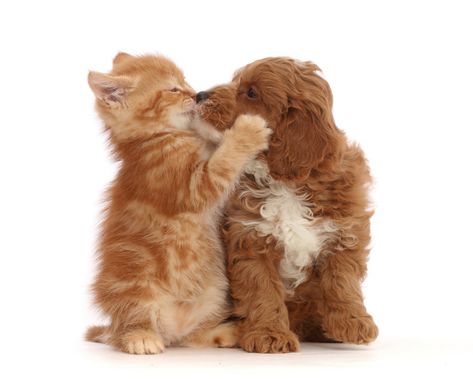 Kiss A Ginger Day, Ginger Kitten, Cavapoo Puppies, Puppy Kisses, Fluffy Kittens, Cute Little Kittens, Dog Clothes Patterns, Orange Cats, Puppy Photos