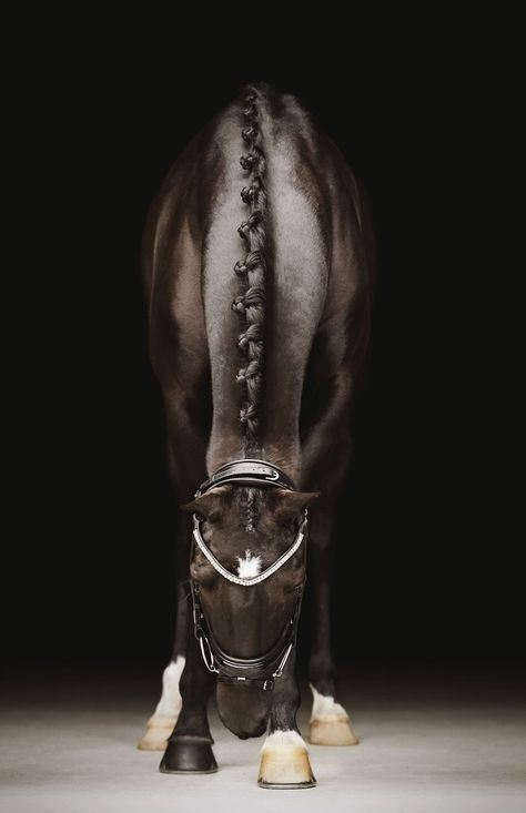 Horse Portrait Photography, Horse Portraits, Horse Braiding, Equestrian Aesthetic, Equine Portraits, Blue Roan, Equine Photographer, Horse Portrait, Beautiful Horse