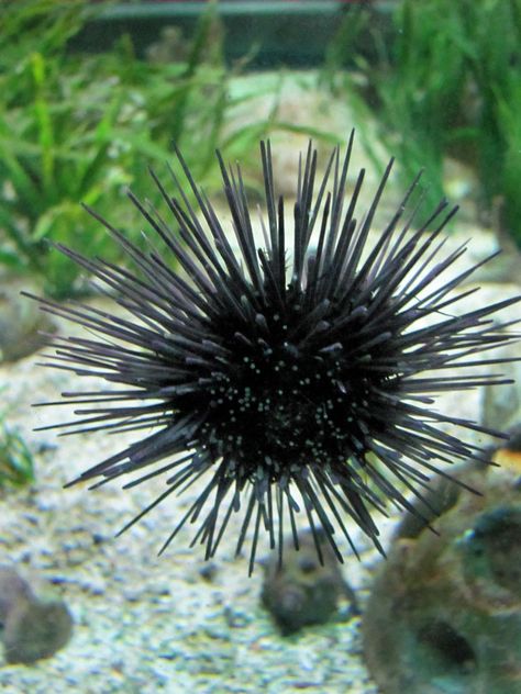 Sea Urchin Deep Sea Life, Sea Life Creatures, Ocean Plants, Dreamy Ocean, Life Under The Sea, Aquatic Ecosystem, Underwater Sea, Sea Urchins, Life Aquatic