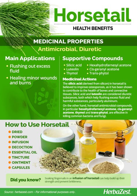 Horsetail | HerbaZest Horsetail Benefits, Horsetail Plant, Dr Sebi Alkaline, Dr Sebi Alkaline Food, Heavy Metal Detox, Medicinal Herbs Garden, Types Of Herbs, Plant Benefits, Herbal Apothecary