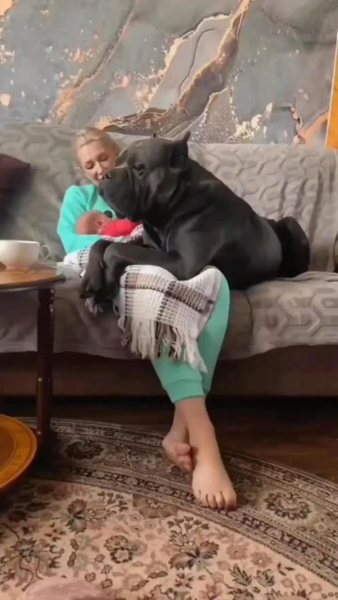 Cute Cane Corso, Really Big Dogs, Pitbull Dog Breed, Regnul Animal, Big Dog Breeds, Cane Corso Dog, Corso Dog, Giant Dogs, Animals Amazing