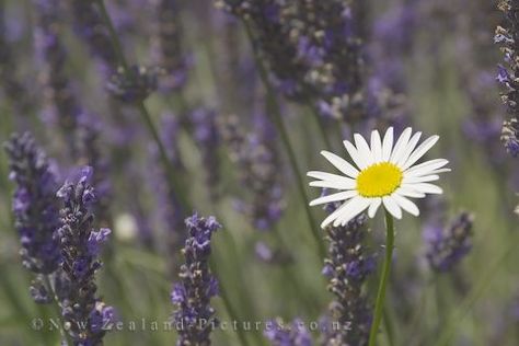 lavender and daisy Daisy And Lavender Tattoo, Lavender Daisy Wallpaper, Marrianna Lazy Daisy Days, Lavender And Daisy, Purple Daisy Aesthetic, Tiny Backyard, Lavender Plant, Dried Lavender, Balcony Garden