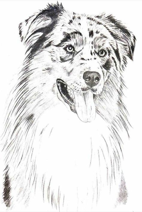 Australian Shepherd Sketch, Aussie Drawing, Dog Drawing Tutorial, Dog Portraits Art, Australian Shepherd Puppy, Aussie Dogs, Dog Sketch, Australian Shepherd Dogs, Shepherd Puppy