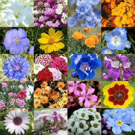 Colorful wild flowers Seed Packaging, Flowering Plants, Growing Seeds, Wildflower Seeds, Nature Garden, Wild Flower, Flower Seeds, Flower Pictures, Garden Seeds