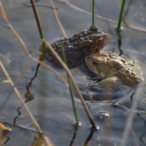 Two toads in a pond Where We Ended Ashley Munoz, Toads Aesthetic, Galaxy Aesthetics, Toad Aesthetic, Haley Queen, Christmas Beetle, Goofy Animals, Turtle Pond, Inktober 2024