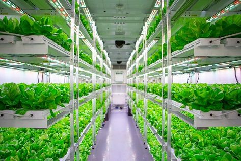 Indoor Farming, Hydroponic Farming, Modern Agriculture, Farming Techniques, Hydroponic Growing, Vertical Farming, Grow System, Sustainable Technology, Plant Diseases