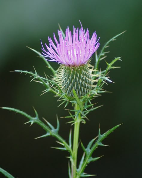 Thistle © Simple Shutterbug Advice Of The Day, Thistle Leaves, Scottish Thistle Tattoo, Thistle Tattoo, Thistles Art, Tattoo Nature, Wild Flower Meadow, Old Farmers Almanac, Stiff Neck