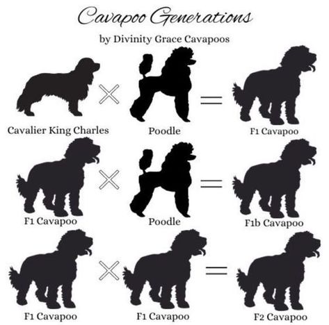 Generation Chart, Red Cavapoo, Dog Breeding Business, Cavapoo Dogs, Puppy Litter, Puppy Cut, Designer Dogs, Cavapoo Puppies, Helpful Things