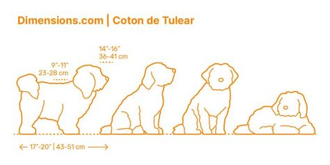 Coton De Tulear Drawing, Cotton De Tulear, Small Dog Names, Dog Drawings, Physical Characteristics, Draw Animals, Coton De Tulear, Expressive Eyes, Black Nose