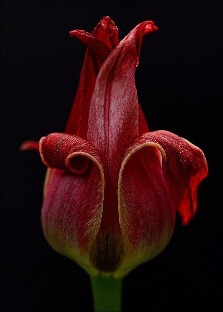 Foto Macro, Flower Close Up, Macro Flower, Red Tulips, Flower Photography, The Secret Garden, Flower Bud, Exotic Flowers, Flowers Leaves