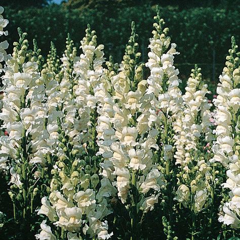 Antirrhinum, also called snapdragon "Royal Bride" Royal Bride, Snapdragon Flowers, Royal Brides, Cut Flower Garden, Moon Garden, Annual Flowers, White Gardens, Garden Theme, Fragrant Flowers