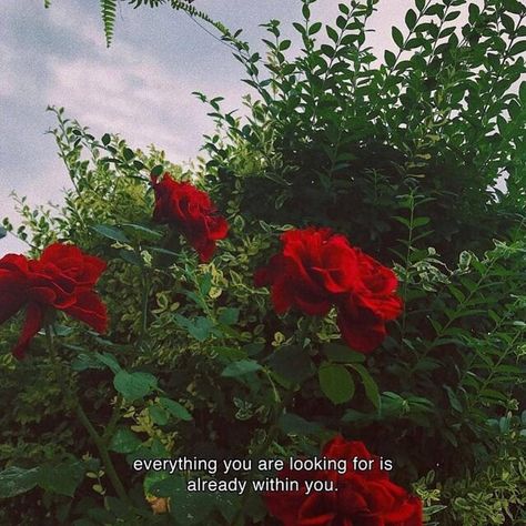 everything you are looking for is already within you. Rose Quotes, Aesthetic Captions, Aesthetic Roses, Love Quotes Photos, Wild Hunt, Aesthetic Words, A Quote, Shadowhunters, Gold Hoops